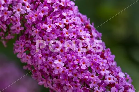 Pink flowers of the butterfly lilac