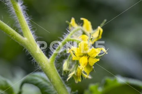 Panicle with yellow tomato flowers