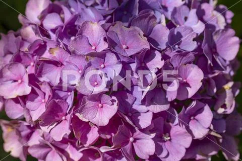 Close up of pink hydrangea flowers
