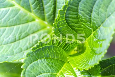 Close up of green hydrangea leaves