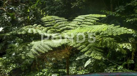 Tree fern in St. Lucia, Caribbean
