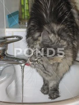 Cat drinking at the tap
