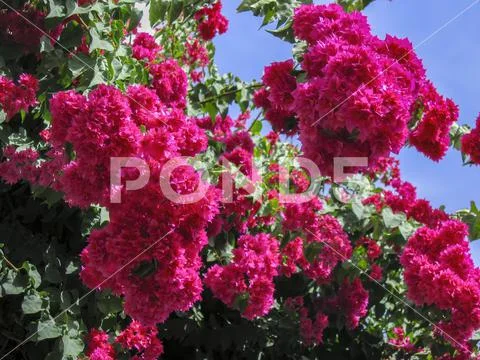 Red bougainvilleas flowers in Mogan