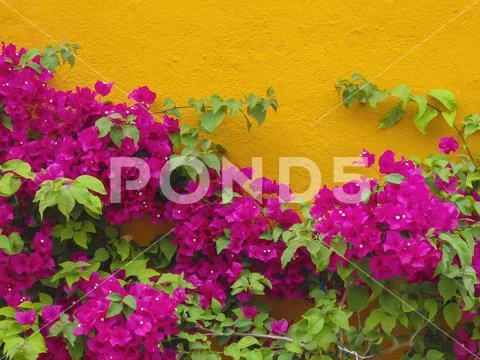 Bougainvillee flowers on a house