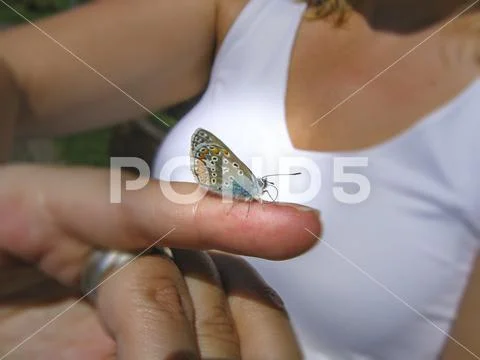 Little butterfly flown on the finger