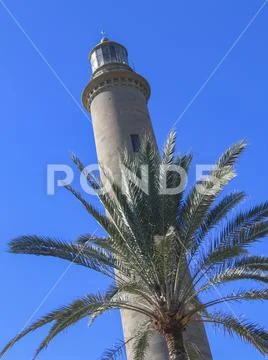 Maspalomas lighthouse with palm tree