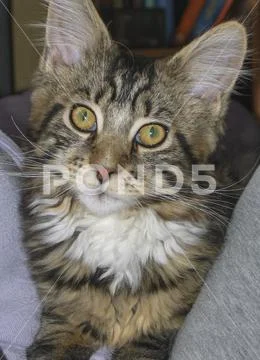 Maine Coon kitten looking at camera