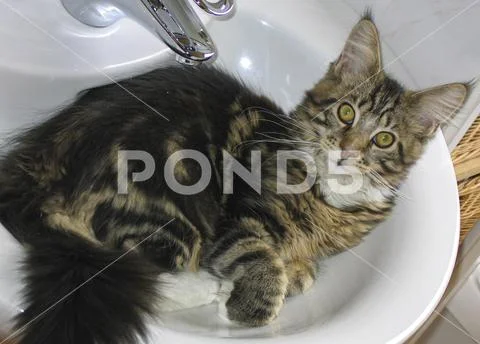 Maine Coon cat in hand basin