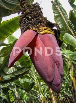 Banana tree with blood in the greenhouse