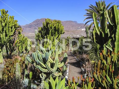 Cacti in the mountains of Gran Canaria