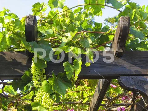 Pergola with green grapes