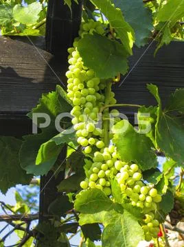 Pergola with green grapes