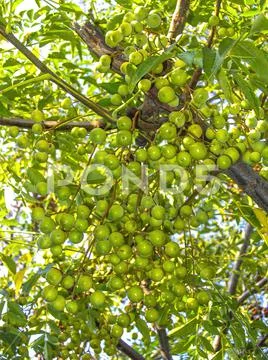 Green olives on the olive tree, Kos