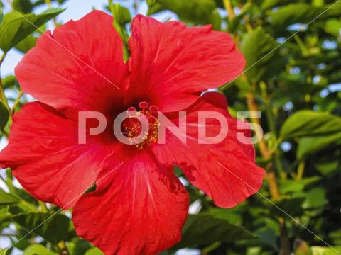 Red hibiscus flowers on Greece