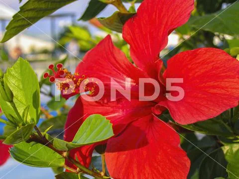 Red hibiscus flowers on Greece