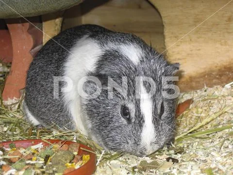 Pet guinea pig male in cage