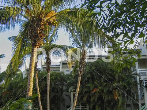 Palm trees in the garden in the Dominican Republic