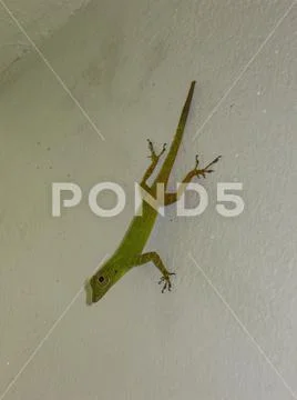Green gecko on the wall in the hotel