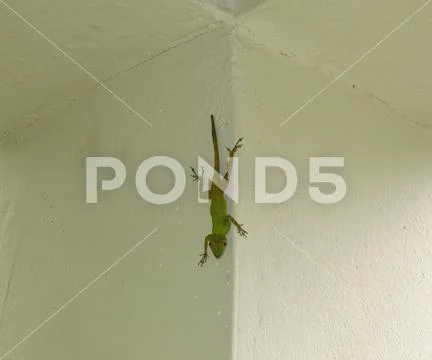 Green gecko on the wall in the hotel