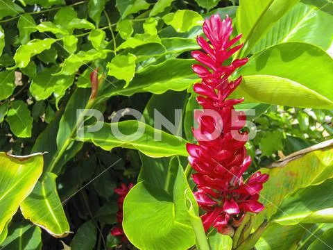 Red flower in the Caribbean