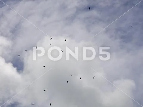 Vultures circling in the sky, Caribbean