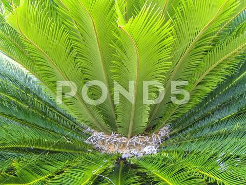 Close up of green fern leaves, Caribbean
