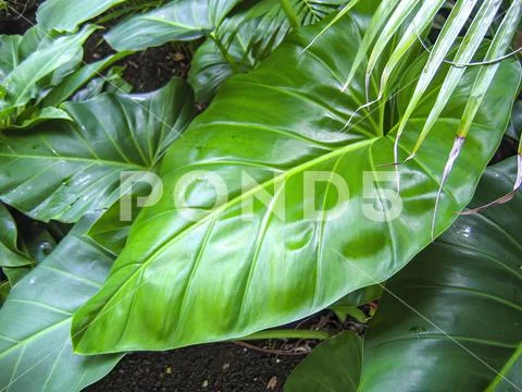 Elephant ear plant, alocasia, arrow leaf