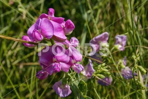 Pink wildflower with buds in the field
