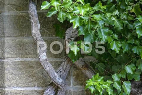 Carved stone wall with ivy