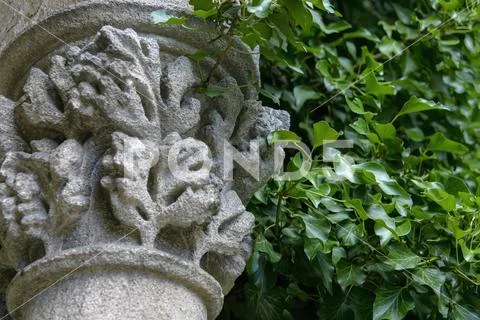 Historical pillars ornament with ivy