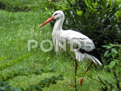 Rattle stork on meadow in Germany