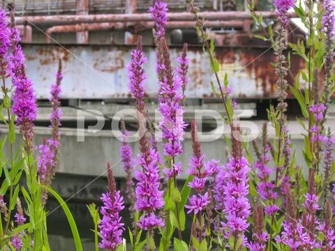 Wildflowers in the Industrial Lost Place