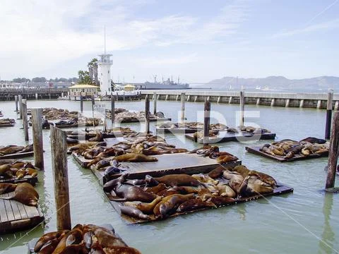 Pier 39 in the harbor and sea lions