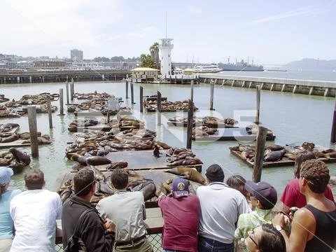 Pier 39 in the harbor and sea lions