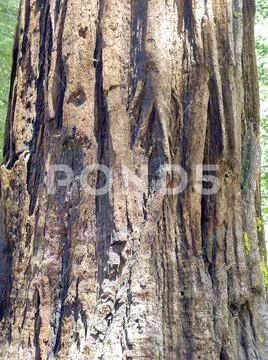 Bark on the trunk of a sequoia tree