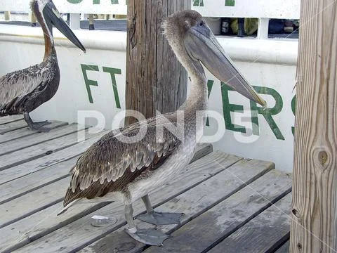 Brown pelican on boat dock in Florida