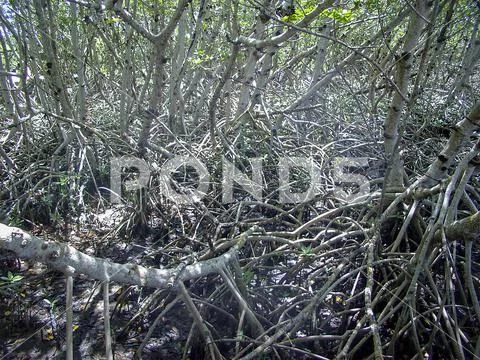 Thicket with mangrove roots
