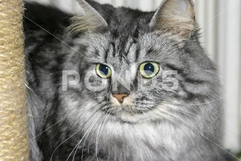 Gray tabby Main Coon Cat