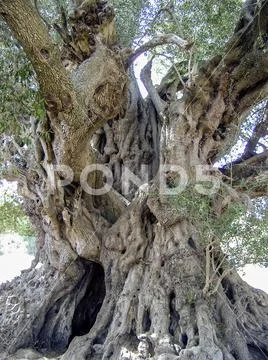 Trunk of Sardinia's oldest olive tree