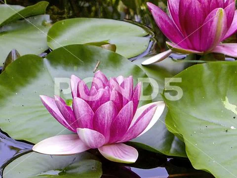 Pink blossom of a water lily in the pond