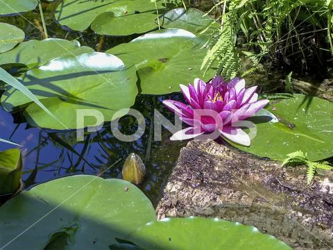 Pink blossom of a water lily in the pond