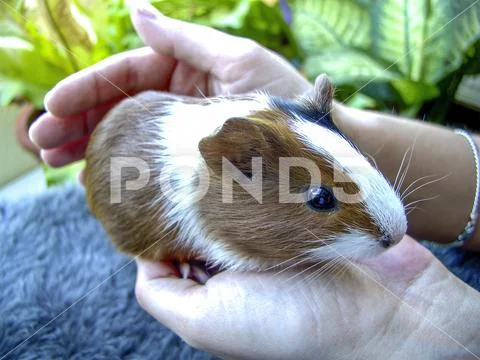 Close up of a young guinea pig