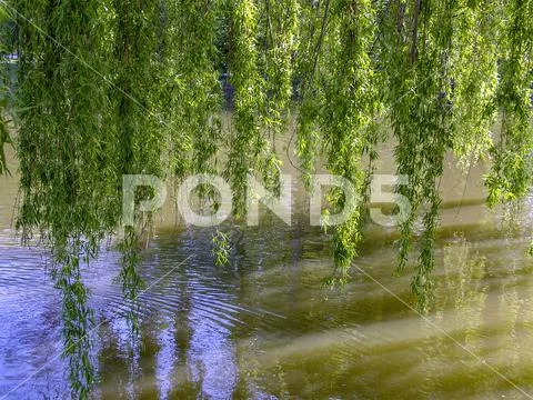 Weeping willow branches above the water area