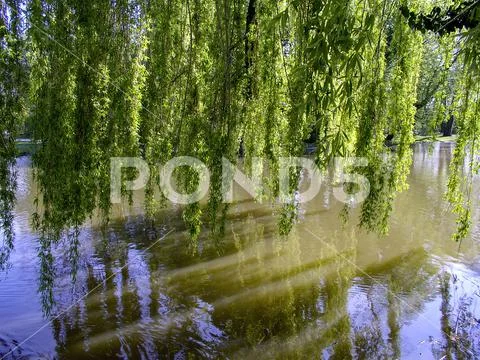 Weeping willow branches above the water area