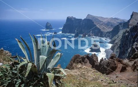 Cliffs and agave over the sea in Madeira