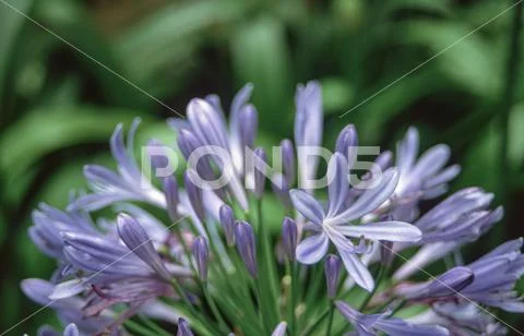 Purple flowers of the leek plant Allium giganteum