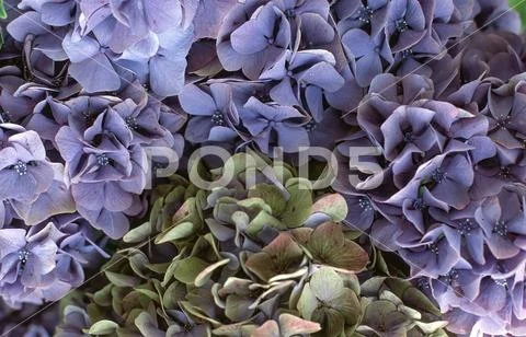 Hydrangea flowers in purple and green, close-up