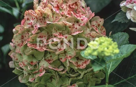 Hydrangea flowers in red and white, close-up
