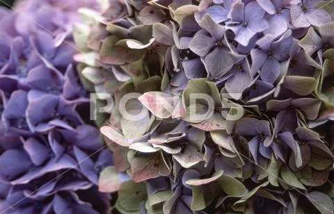 Hydrangea flowers in purple, close-up