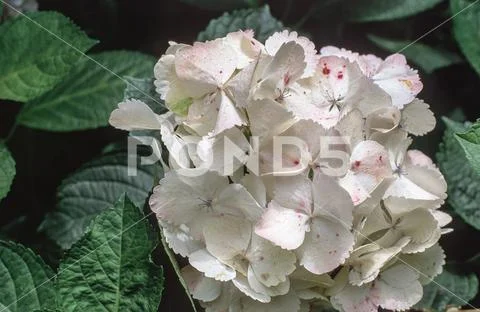 Hydrangea flowers over white, close-up